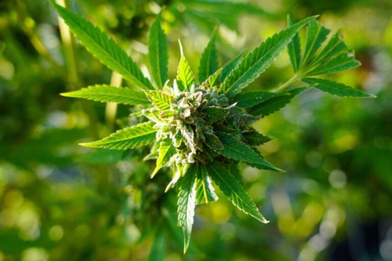 Can Cannabis Products Help with Anxiety and Stress?
